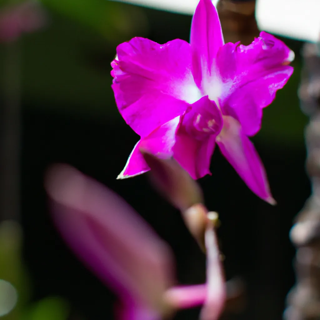 Imagem Quanto tempo duram as flores de Orquideas Imagem Quanto tempo duram as flores de Orquideas