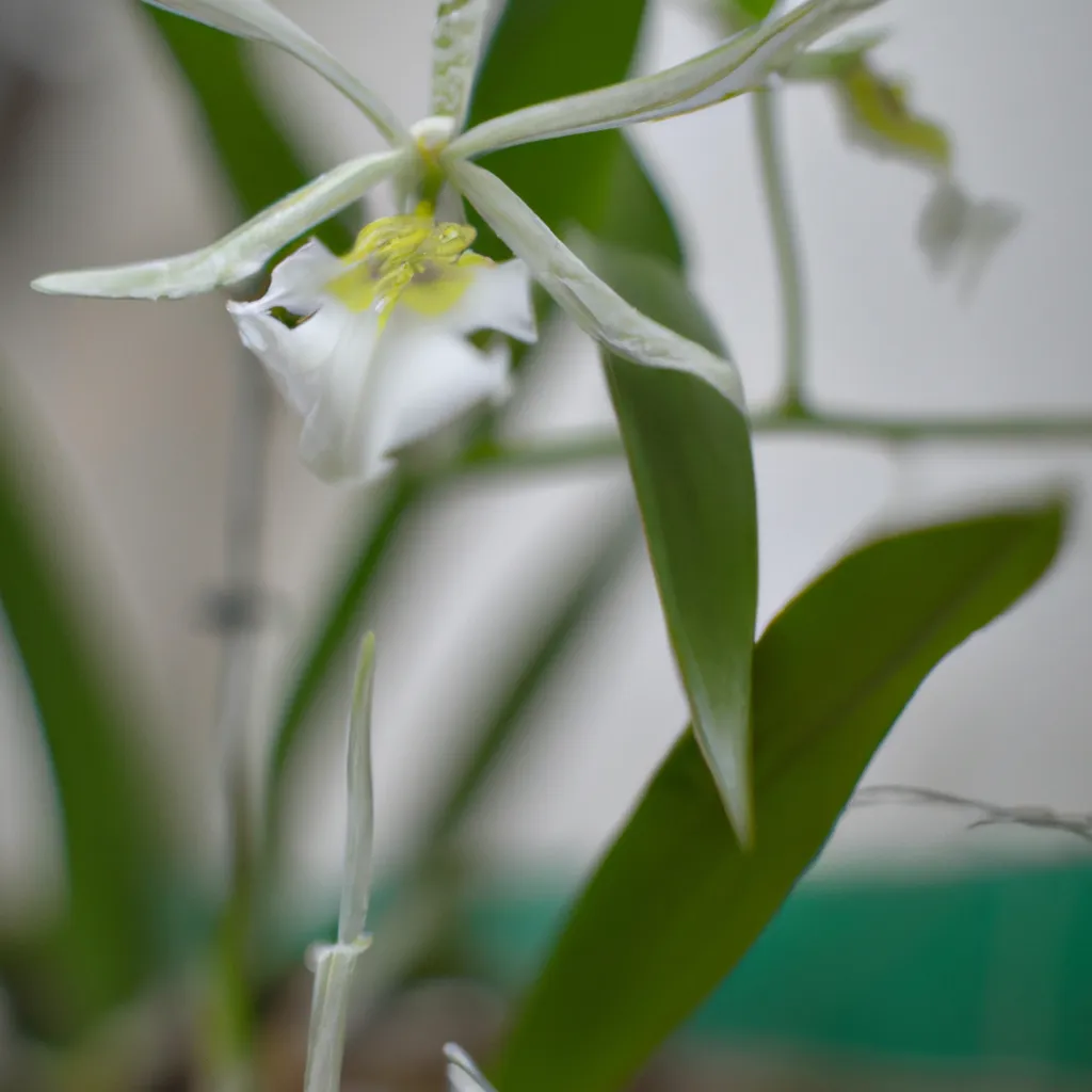 Imagens Como identificar e tratar doencas em Orquideas