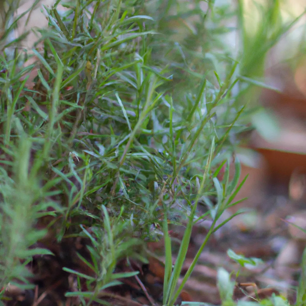 Imagens Cultivar ervas aromaticas em sua horta