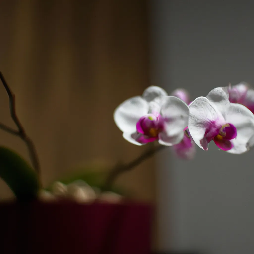 Imagens Decorando com Orquideas em sua casa ou escritorio