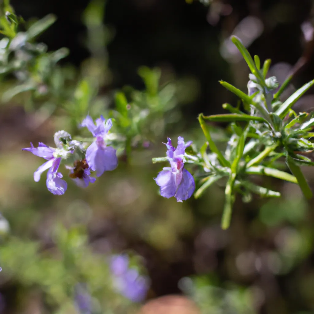 Imagens Os beneficios para a saude das flores aromaticas