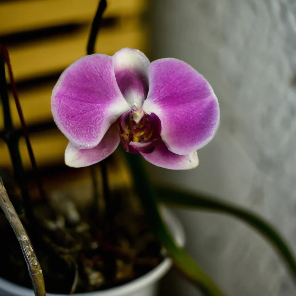 Imagens Propondo uma reestruturacao na rotina de cuidado com as orquideas
