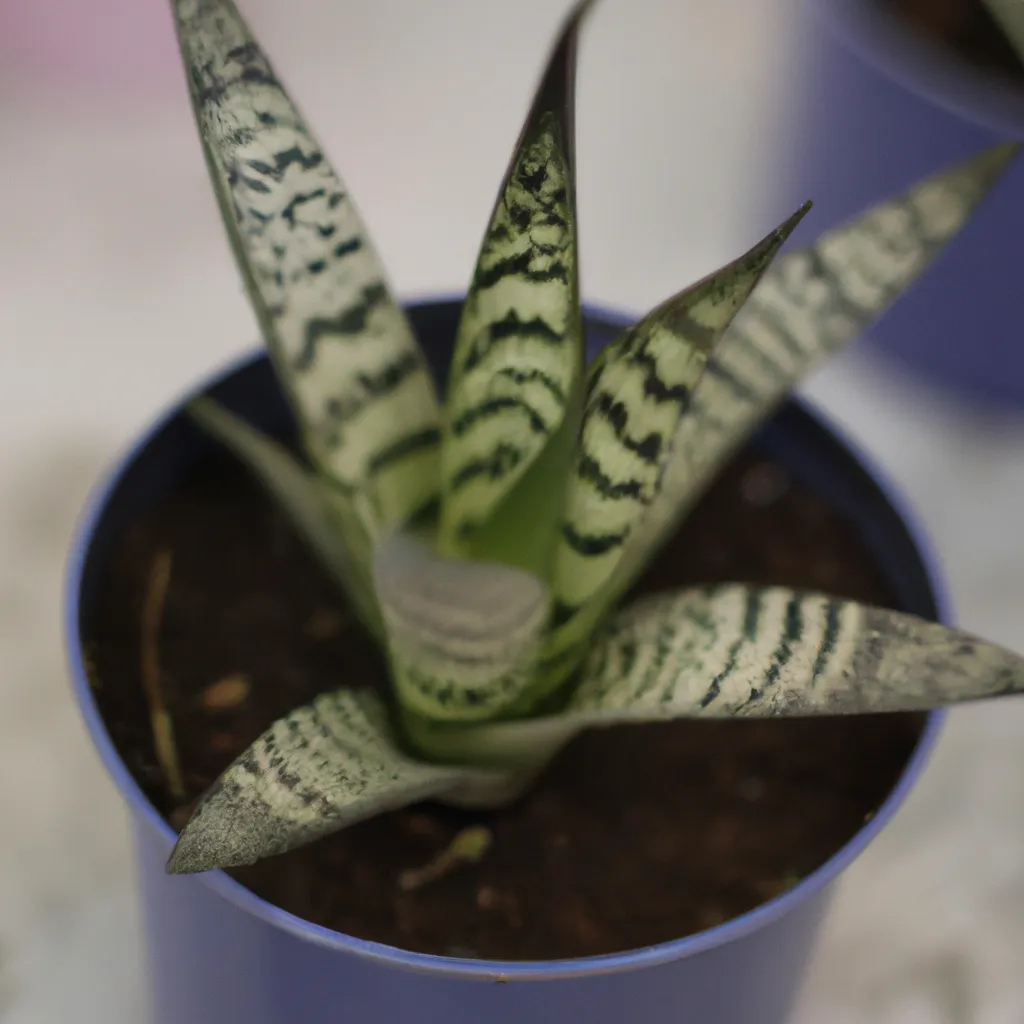 Imagens escolher planta certa