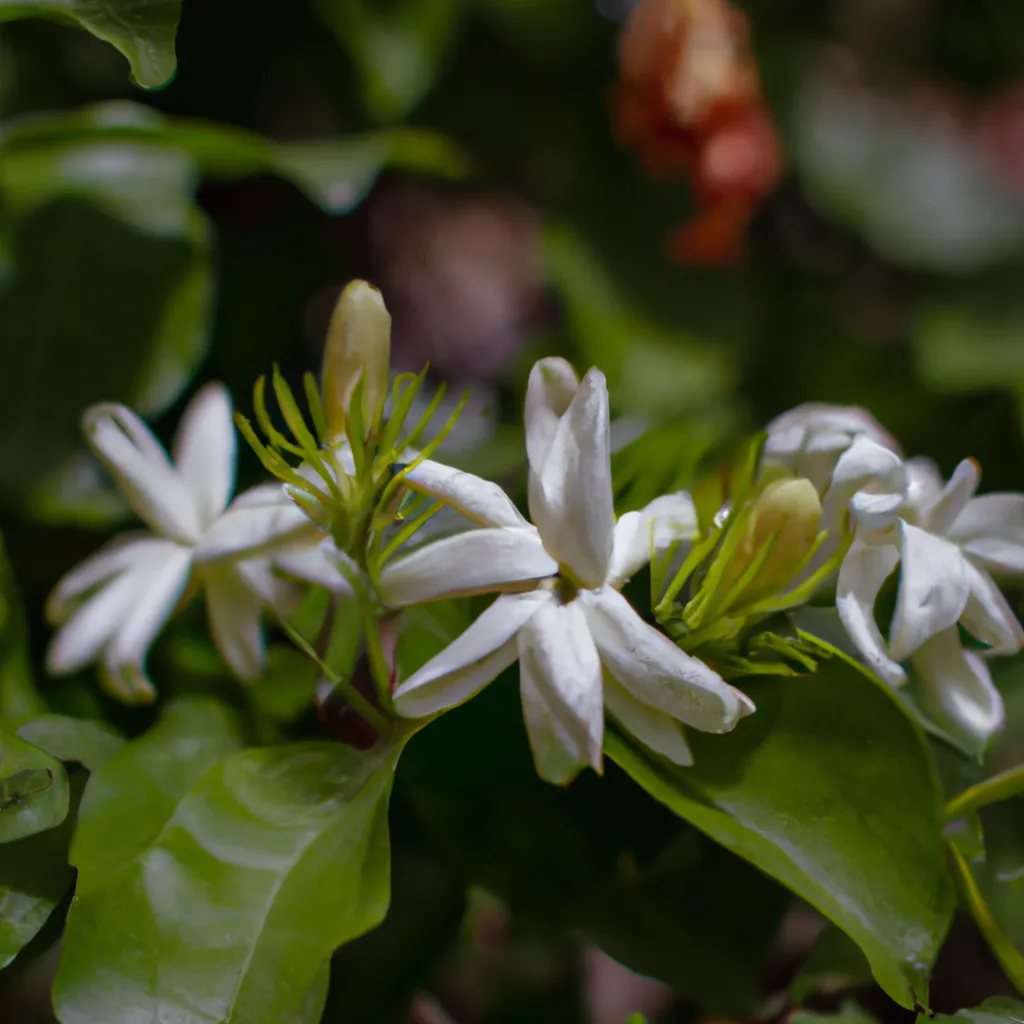 Imagens tratamento sono flor jasmim