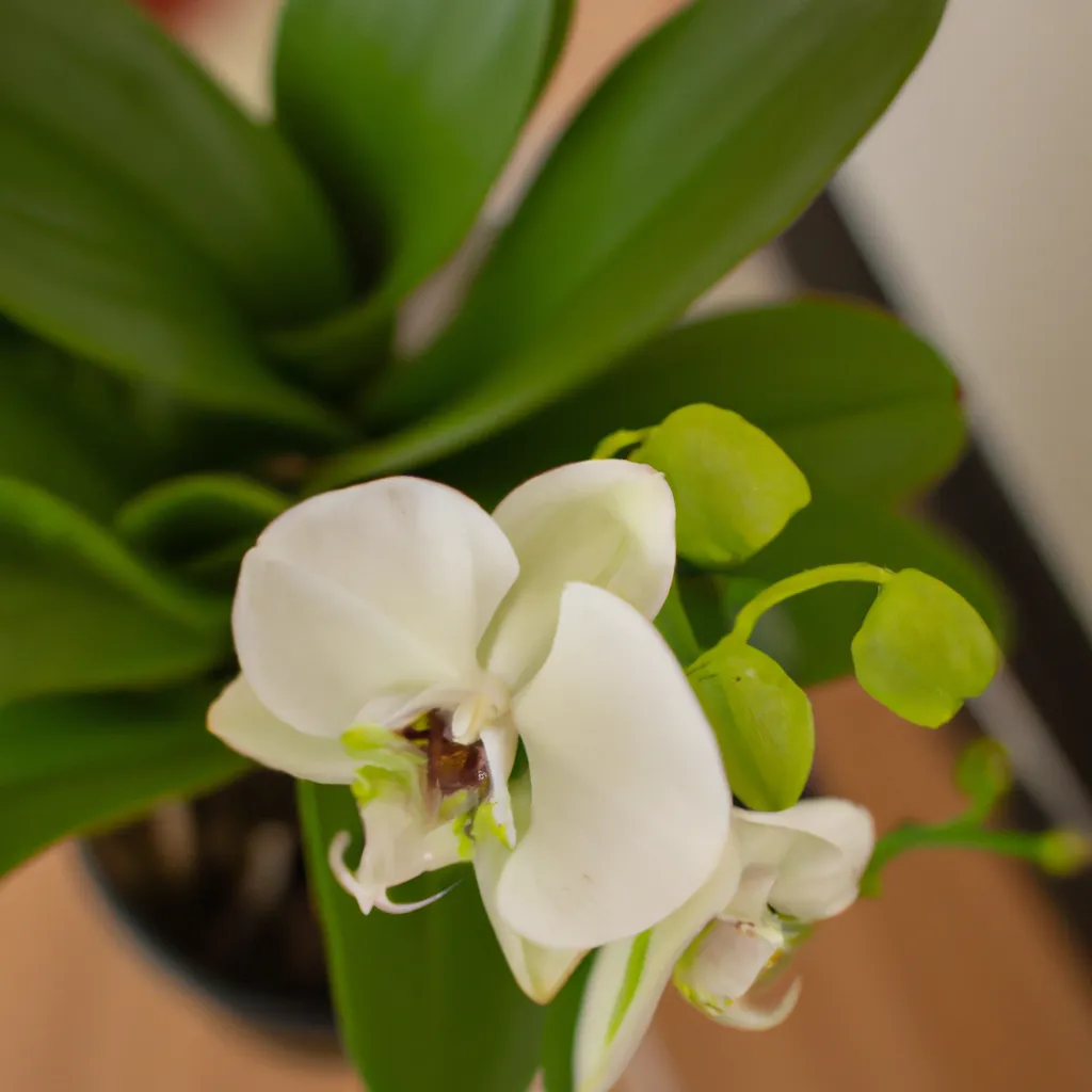 Passo Passo Como manter sua orquidea saudavel com o uso adequado de adubos