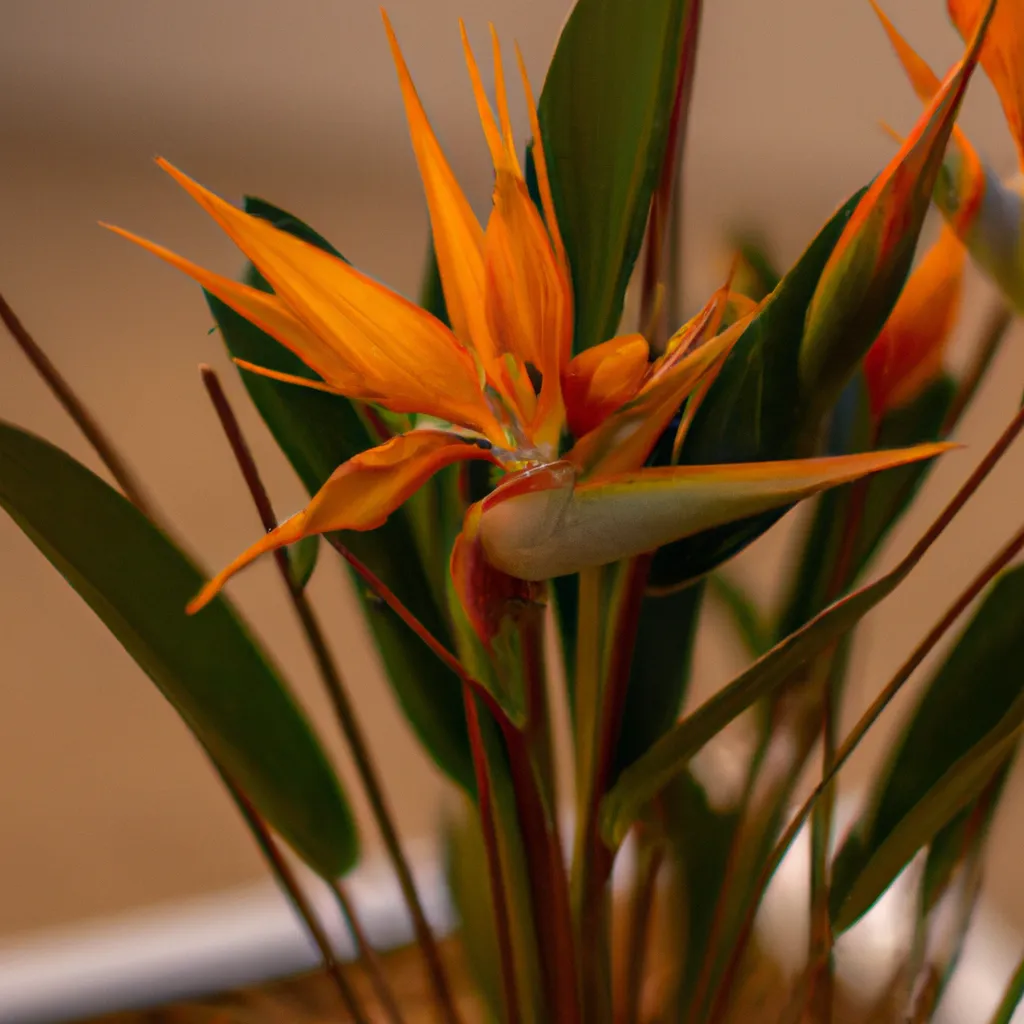 Passo Passo Flores Exoticas como Horta Em Casa Conheca as Possibilidades