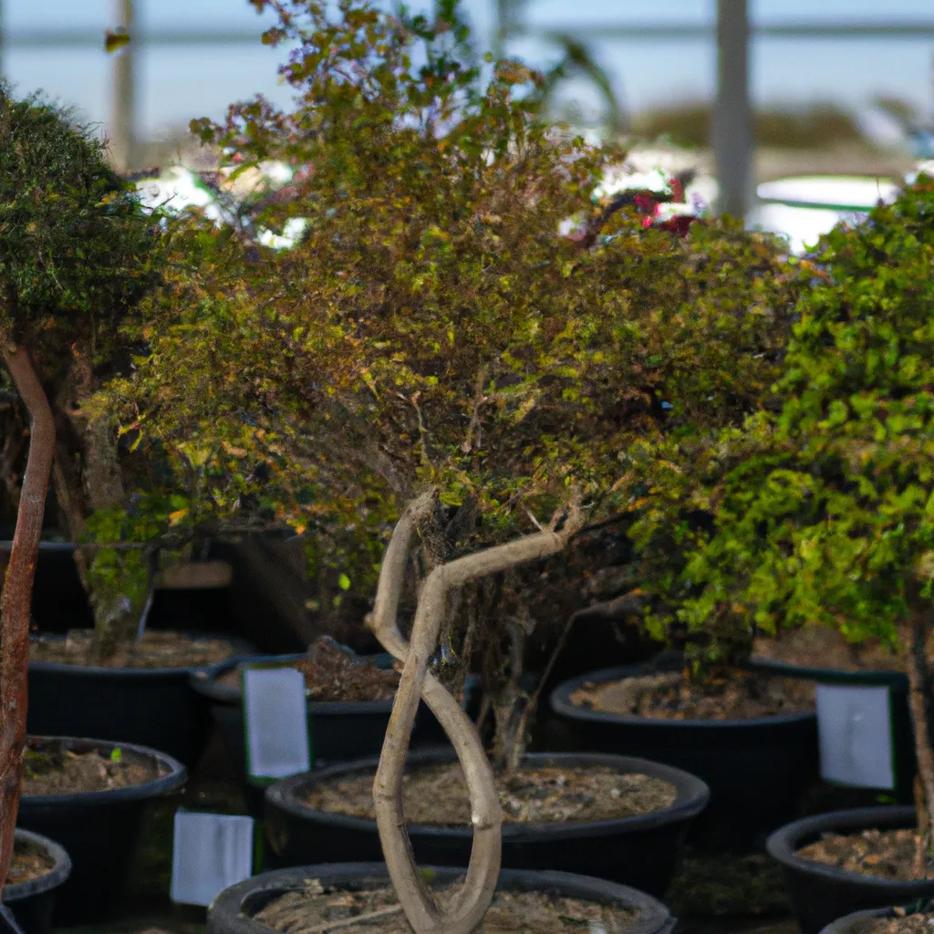Passo Passo Recomendacoes para a escolha das arvores para um jardim