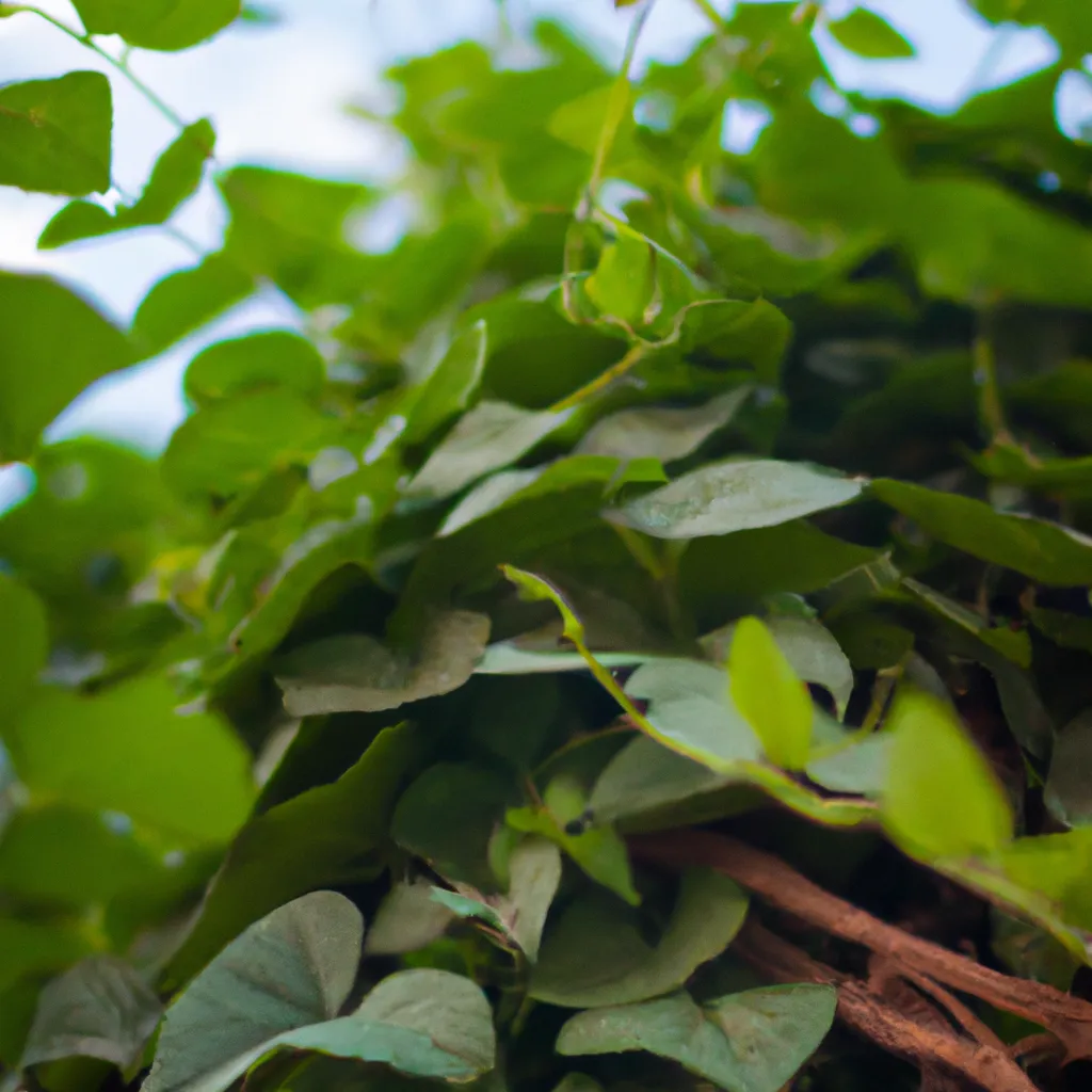 Passo Passo Uso de plantas trepadeiras para criar sombra em torno dos arbustos