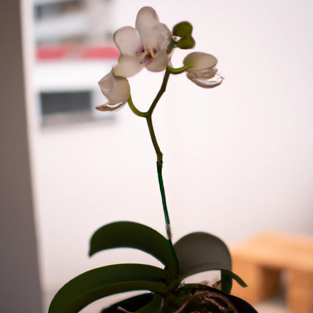 Tutorial As diferentes formas de adquirir Orquideas