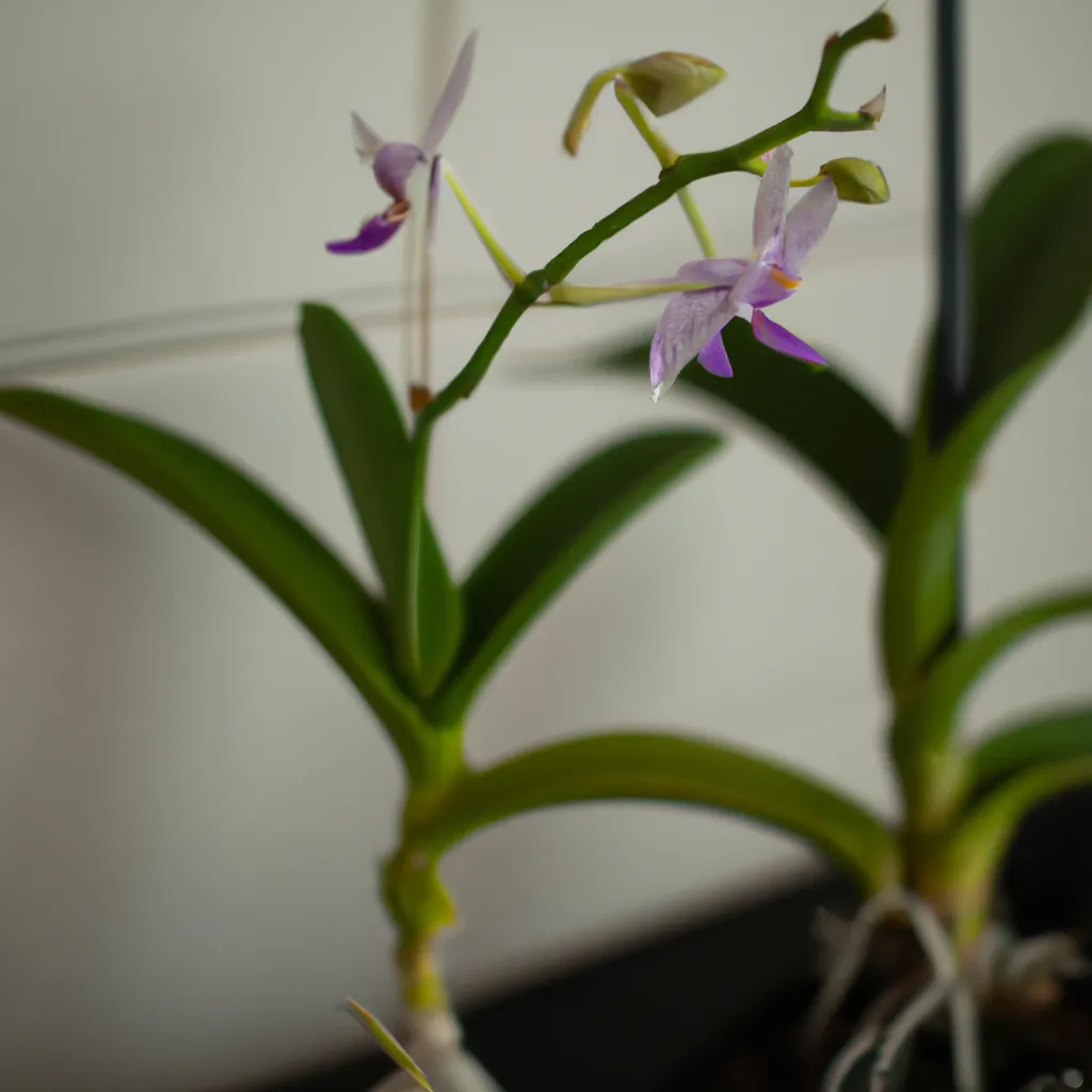 Tutorial Cuidando de suas Orquideas sem usar pesticidas