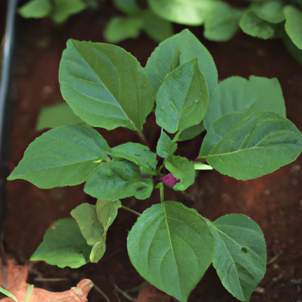 Tutorial O que voce precisa saber sobre adubacao verde na horticultura