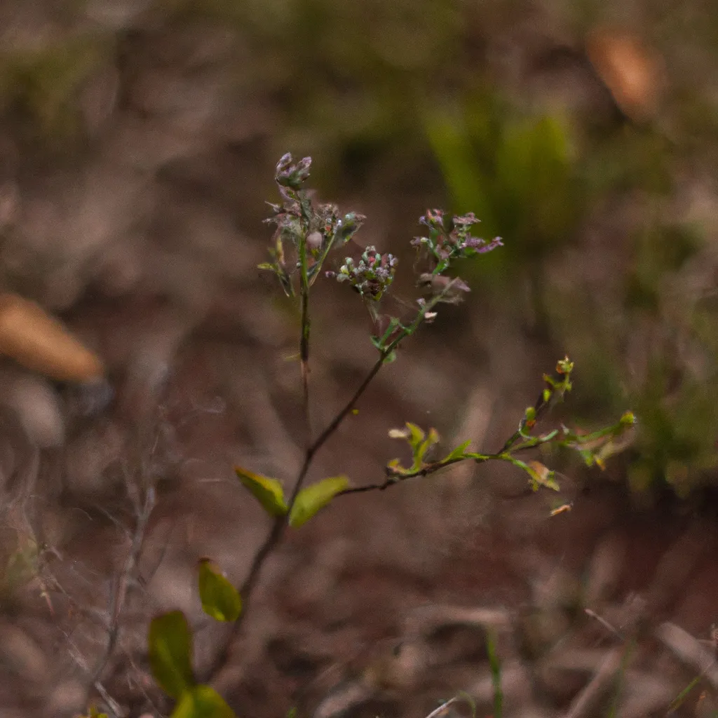 Tutorial Plantas nativas como preservar a biodiversidade