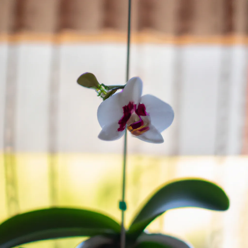 Tutorial Propondo uma reestruturacao na rotina de cuidado com as orquideas