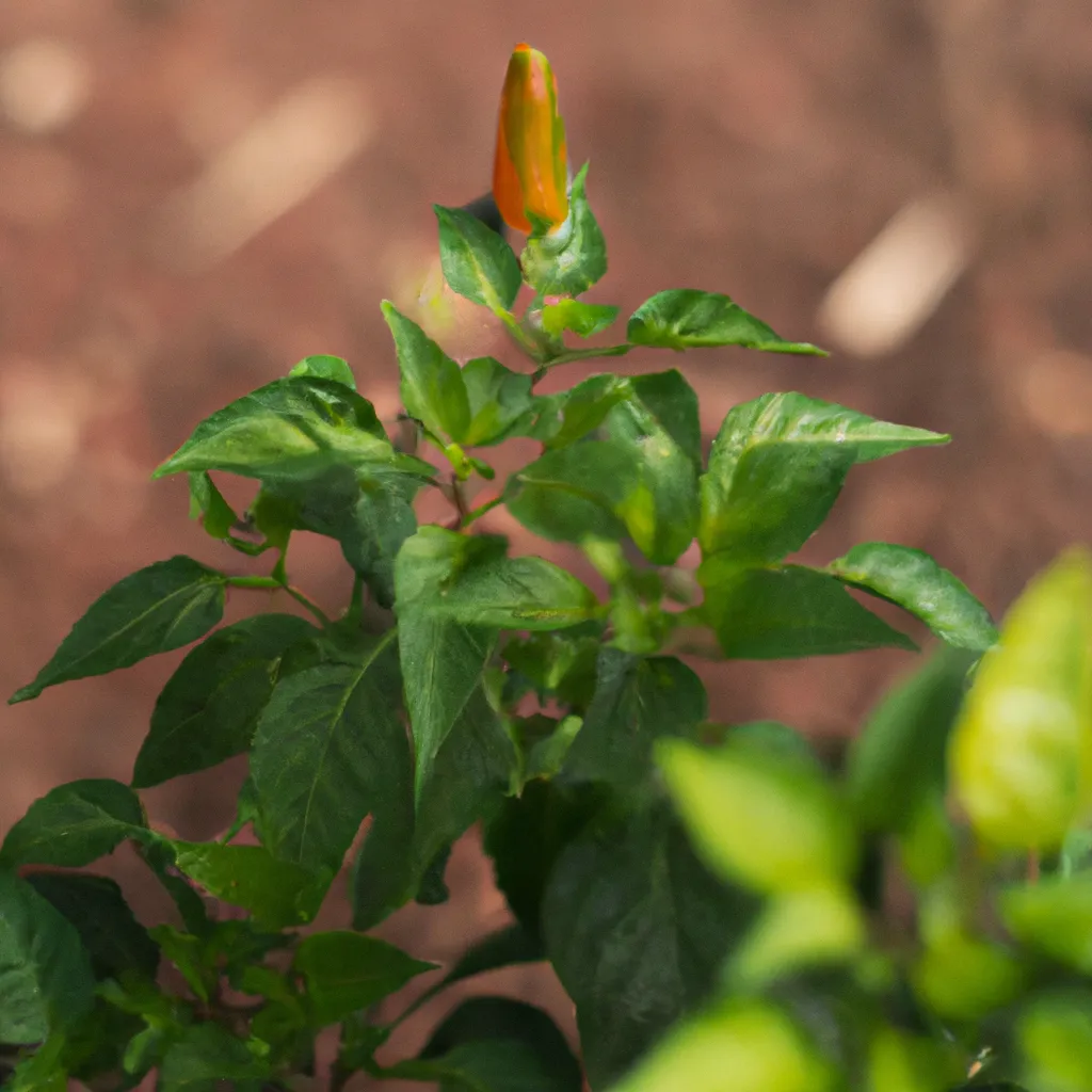 Dicas cultivar hortalicas ano inteiro