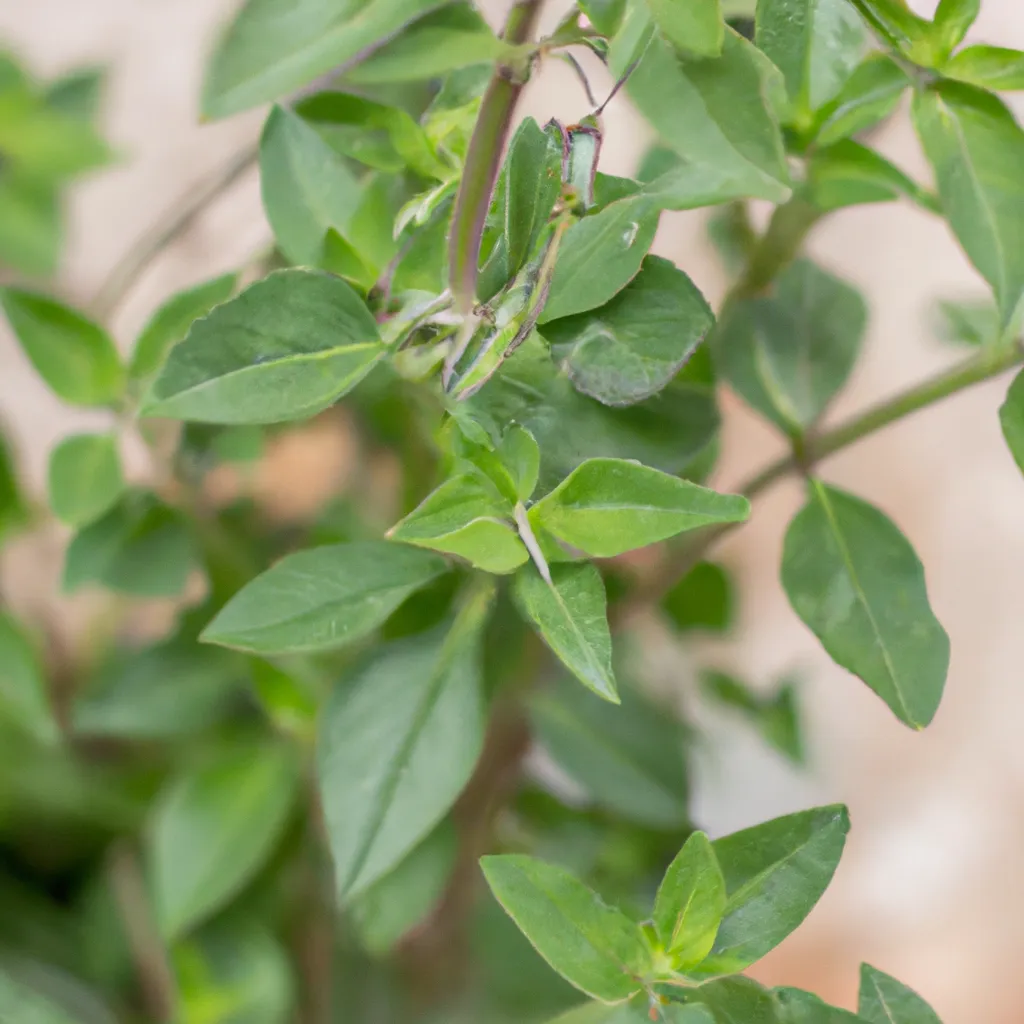Dicas ervas plantas repellentes insetos