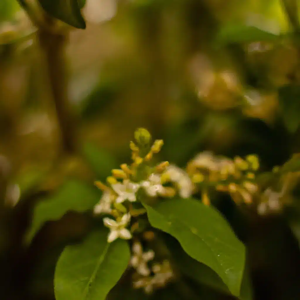 Dicas lista plantas perfumes flores Dicas lista plantas perfumes flores