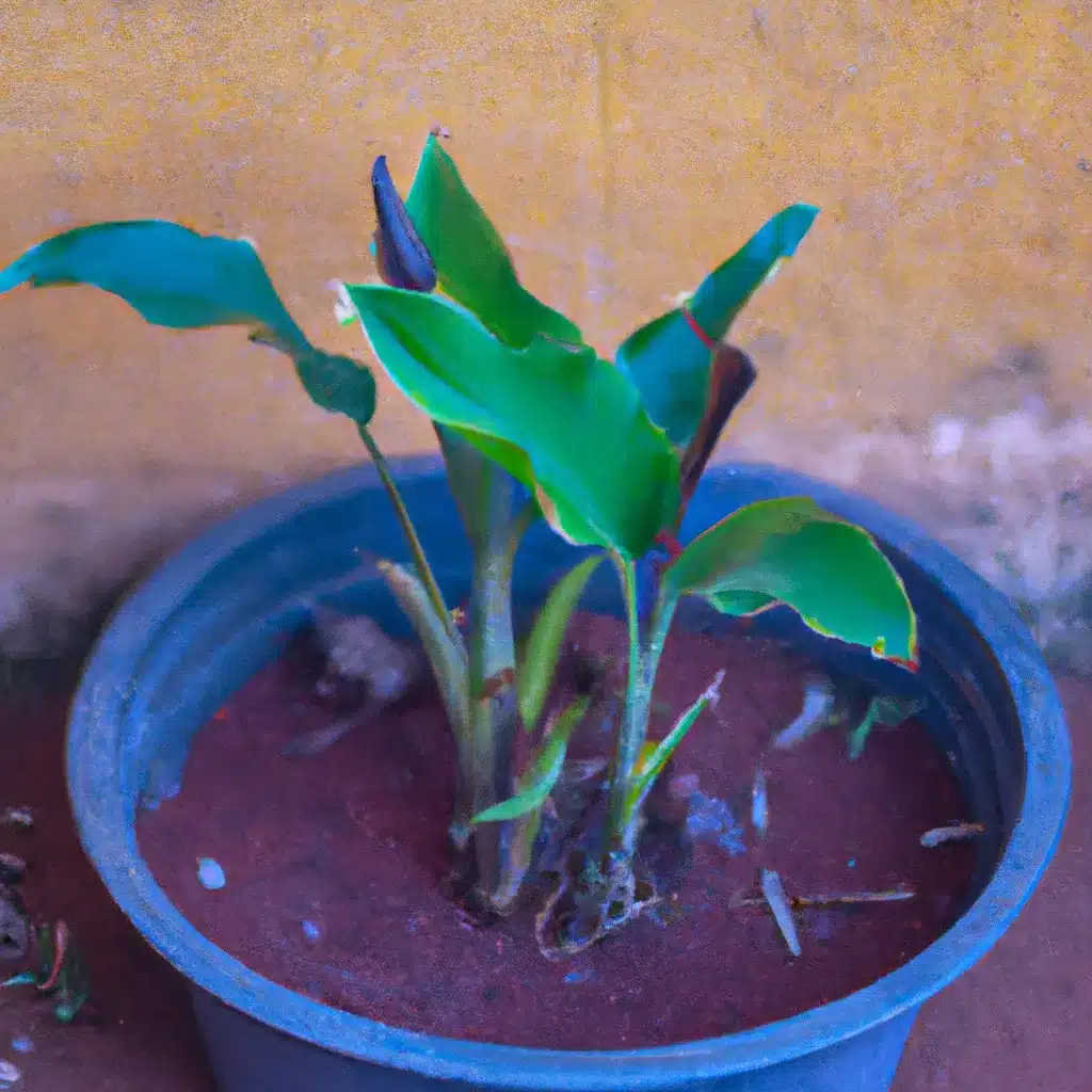 Fotos jardinagem climas frios quentes Fotos jardinagem climas frios quentes