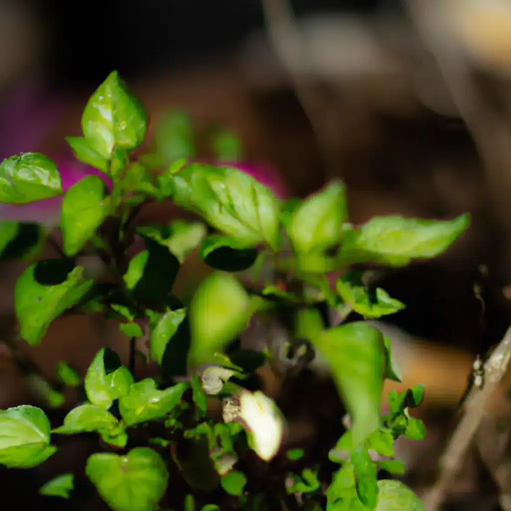 Fotos usar plantas permacultura jardim Fotos usar plantas permacultura jardim