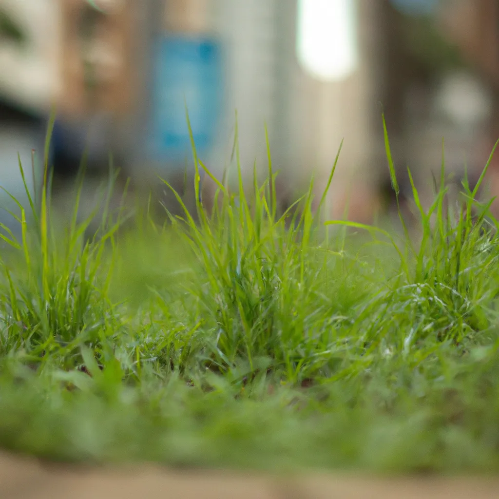 Fotos vantagens plantar grama urbanas