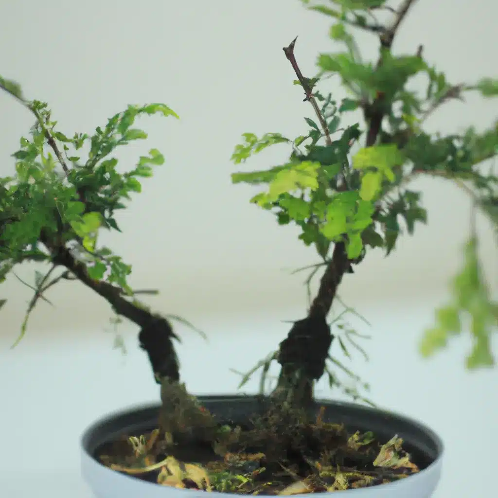 Ideias erros evitar vasos bonsai Ideias erros evitar vasos bonsai