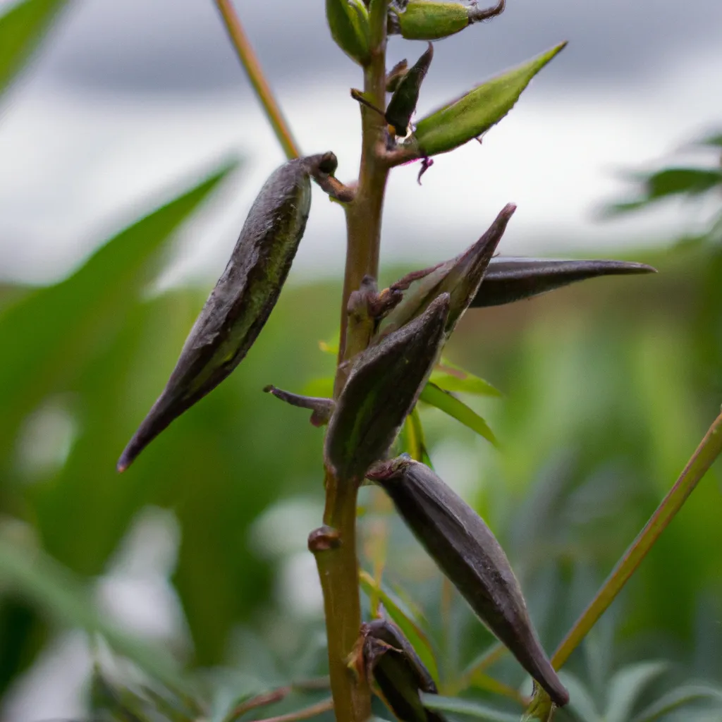 Ideias melhores plantas comestiveis umidas