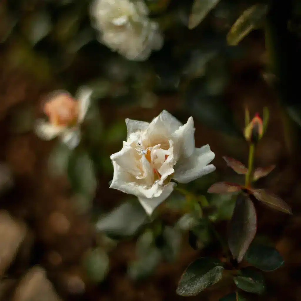 Ideias onde encontrar melhores perfumes flores