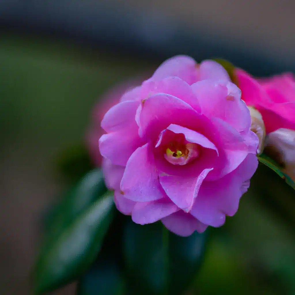 Ideias porque perfumes flores populares