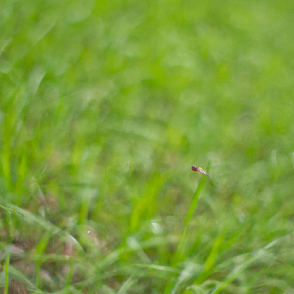 Imagens beneficios grama biodiversidade