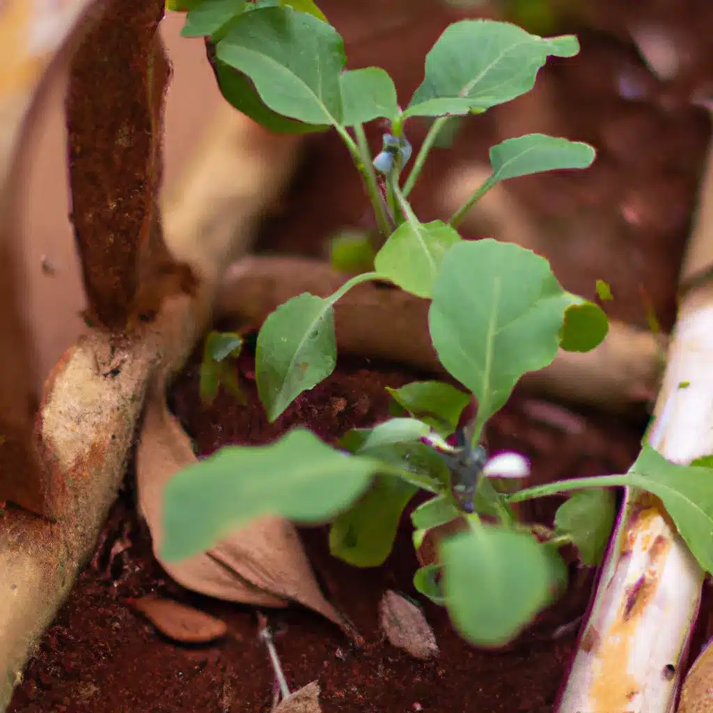 Imagens como melhorar solo permacultura plantas
