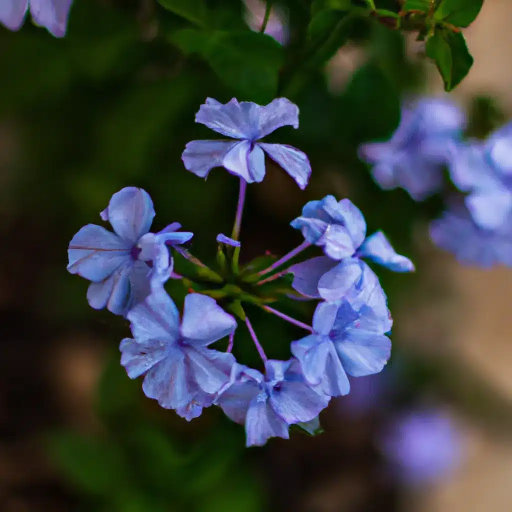 Imagens como usar perfumes flores meditar