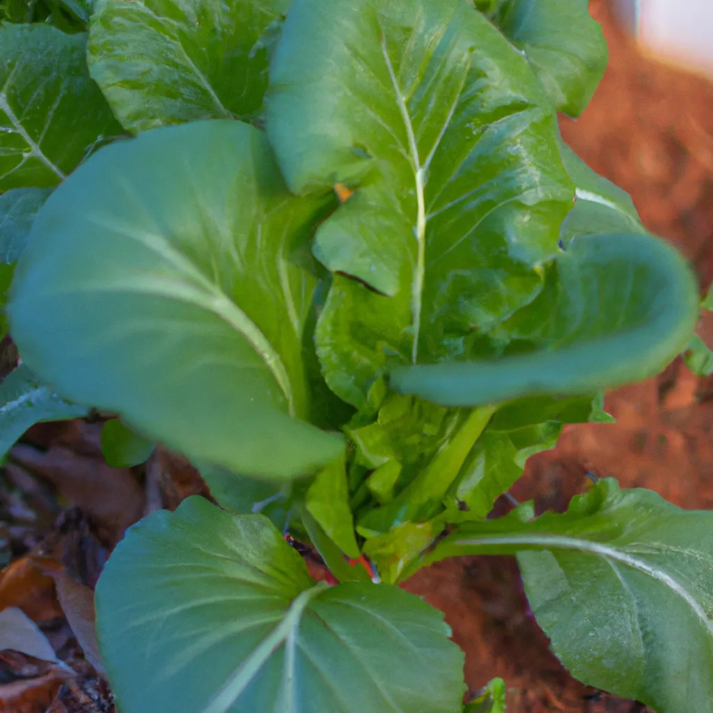 Imagens cultivar hortalicas solo acid horta