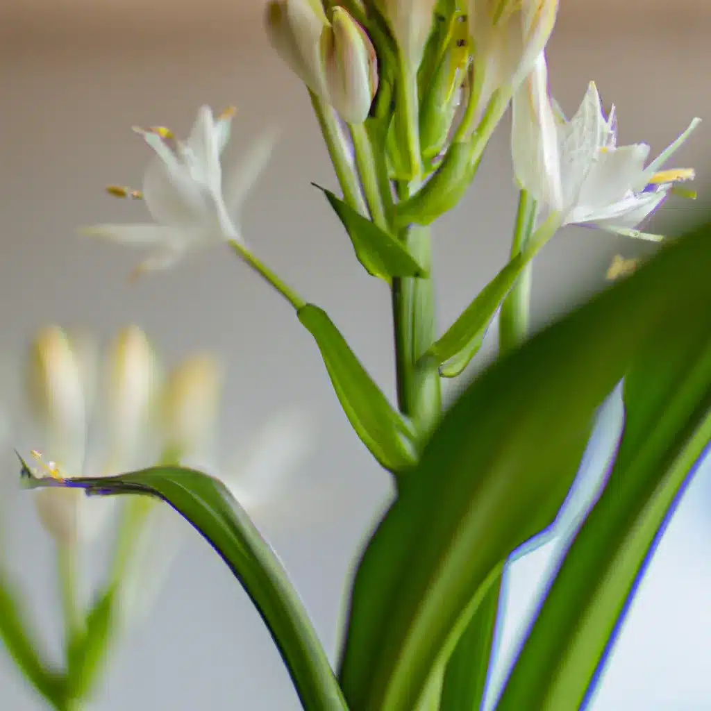 Imagens lista plantas perfumes flores Imagens lista plantas perfumes flores