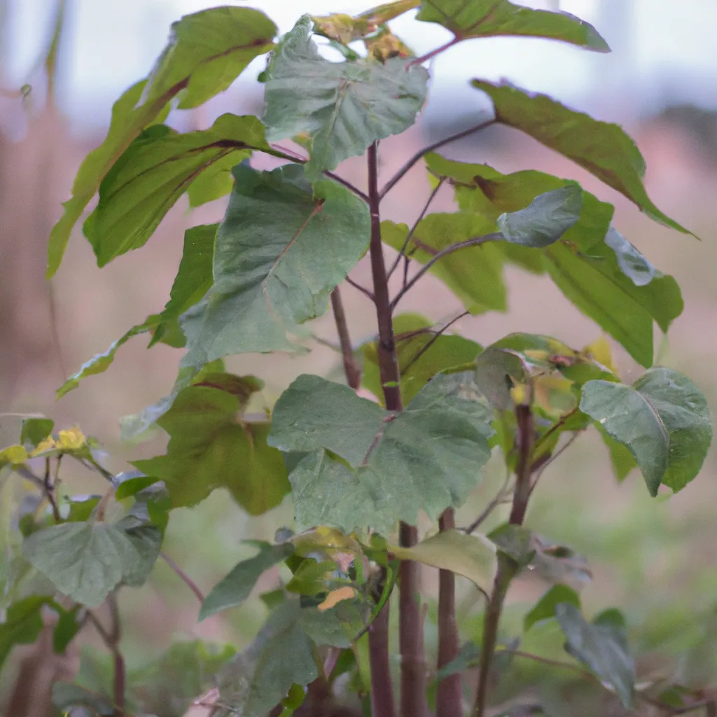 Imagens melhores plantas comestiveis umidas
