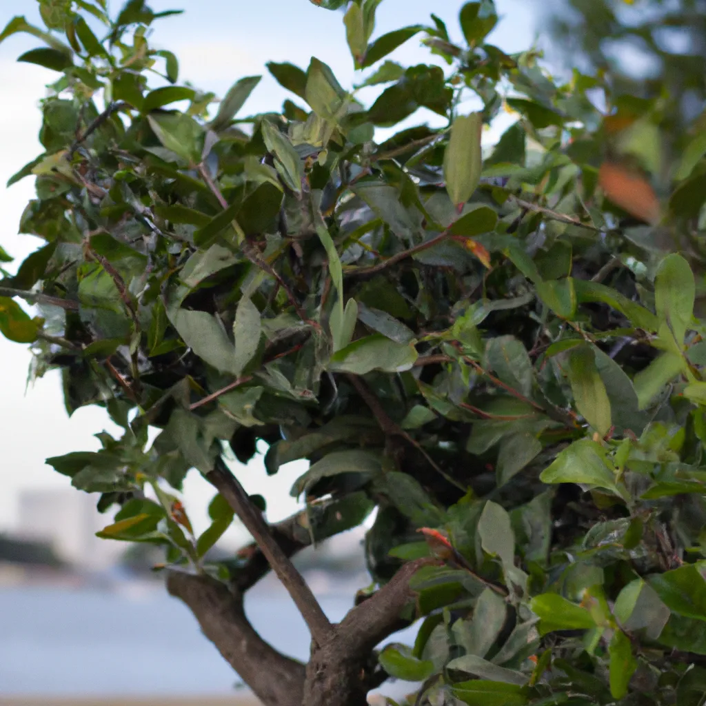 Fotos Arvores para jardins costeiros e a beira mar