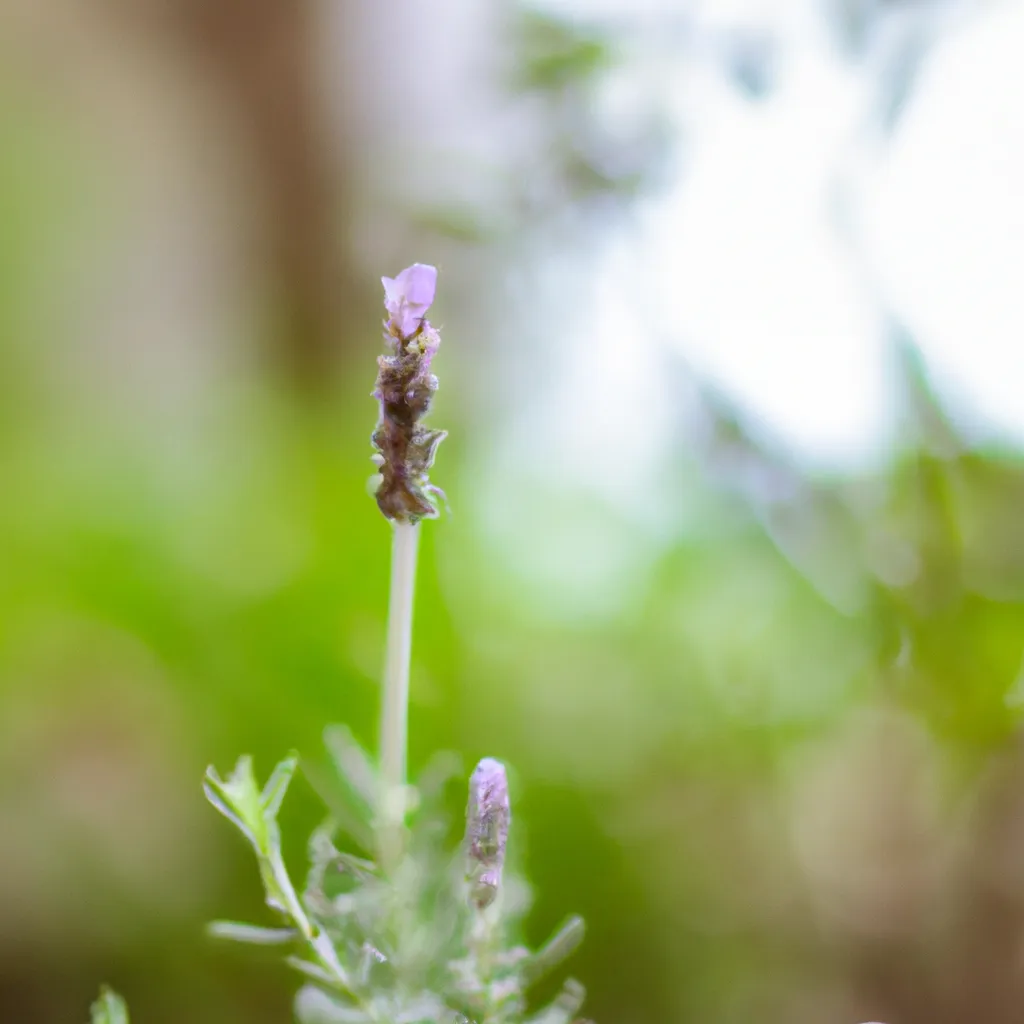 Fotos como fazer muda de lavanda