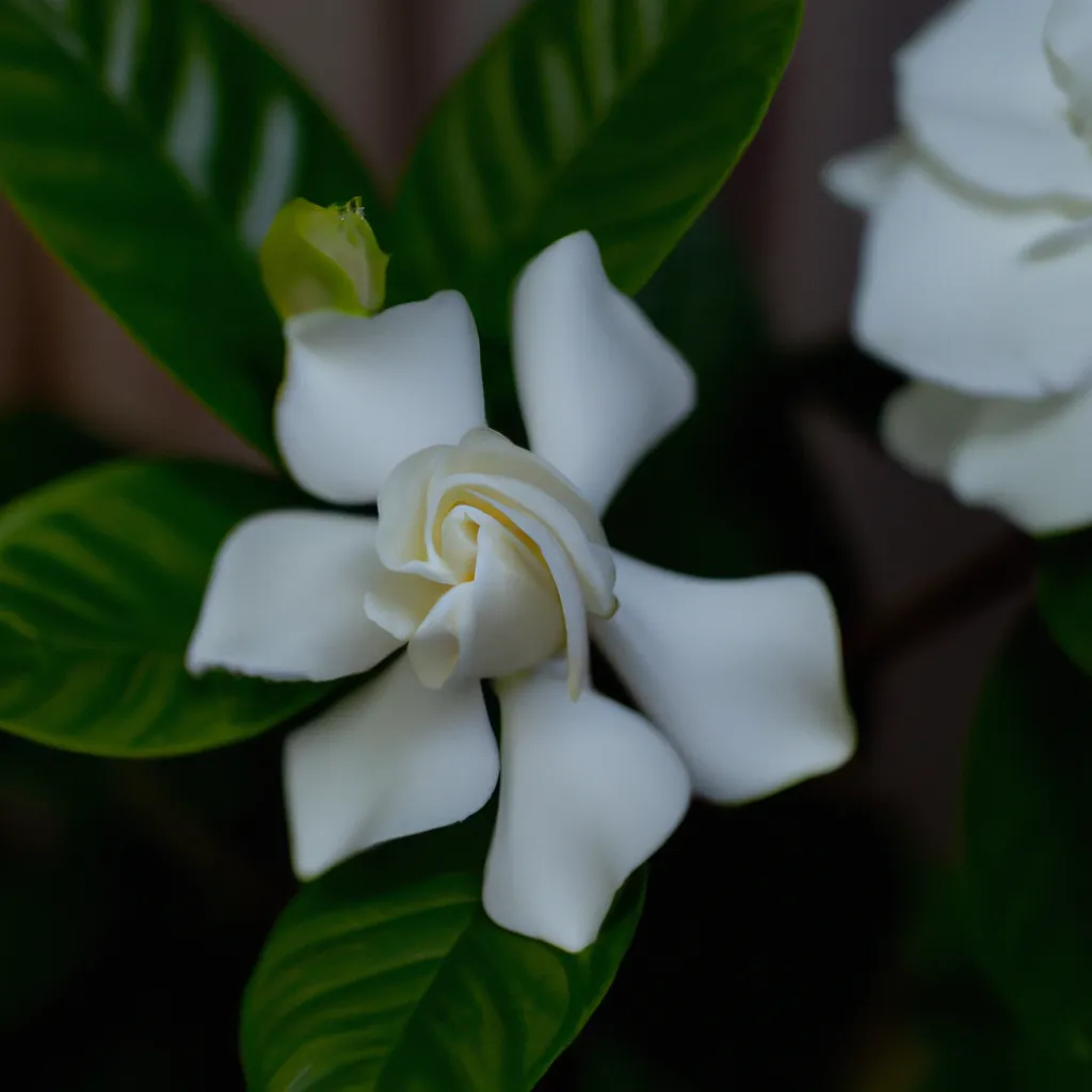 Fotos oi 448