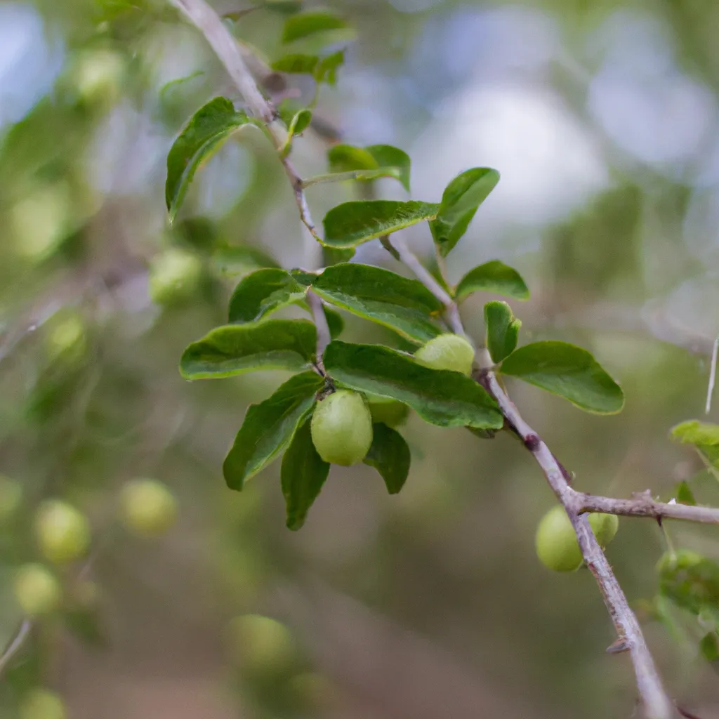 Ideias A rustica Ziziphus joazeiro o juazeiro Ideias A rustica Ziziphus joazeiro o juazeiro