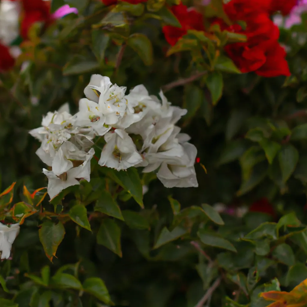 Imagens Arbustos floridos para adicionar cor ao seu jardim Imagens Arbustos floridos para adicionar cor ao seu jardim