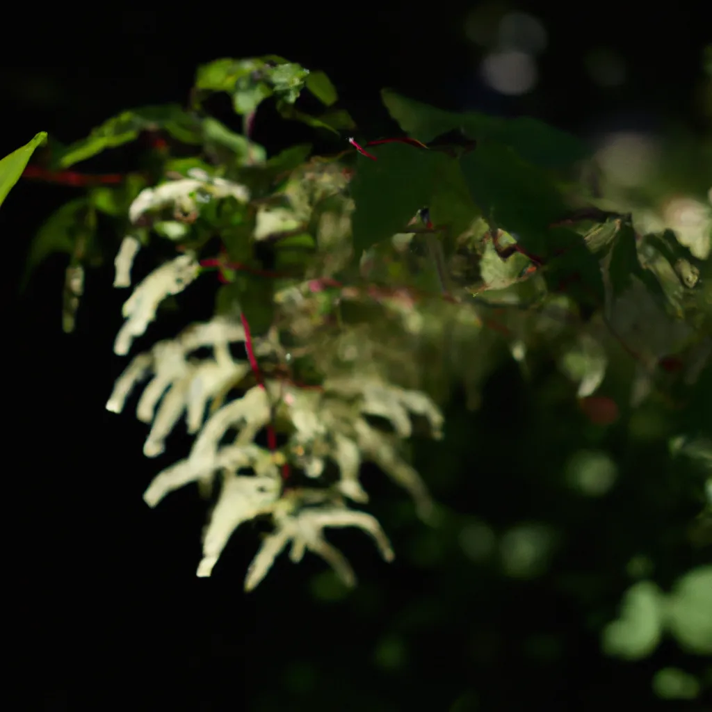 Dicas Aruncus dioicus Dicas Aruncus dioicus