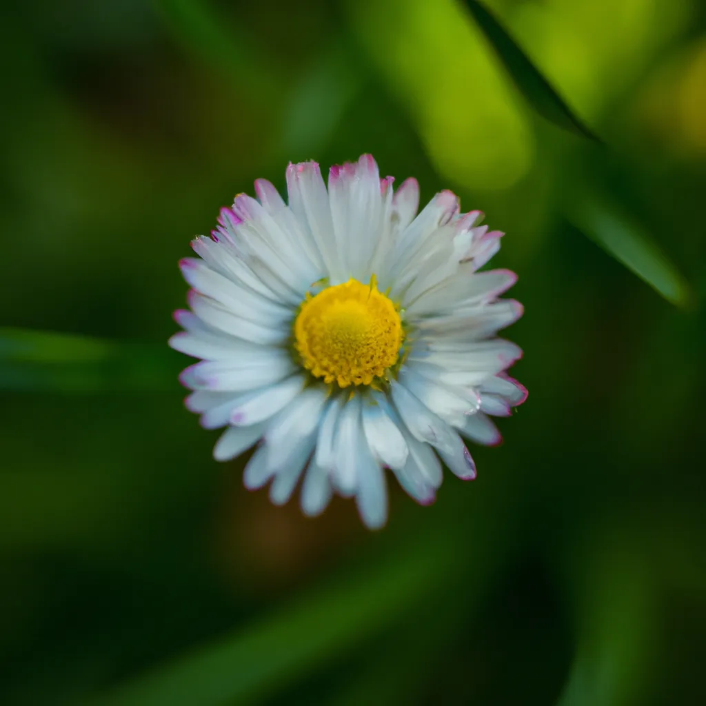 Dicas Bellis perennis Dicas Bellis perennis