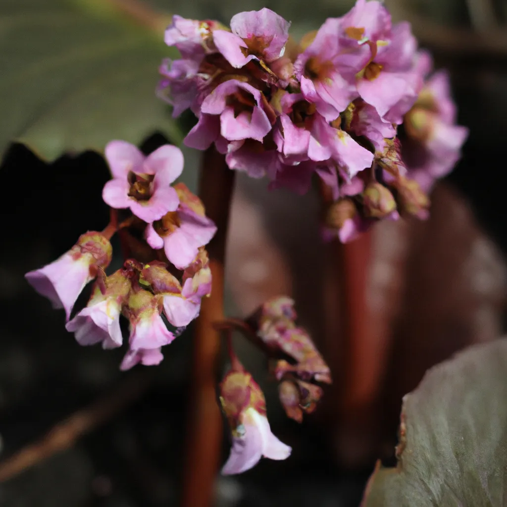 Dicas Bergenia cordifolia Dicas Bergenia cordifolia