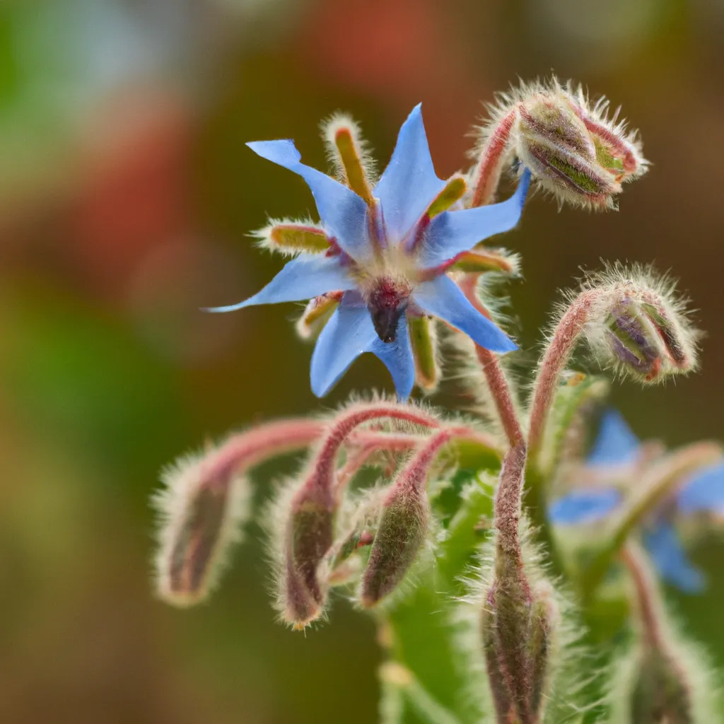 Dicas Borago officinalis