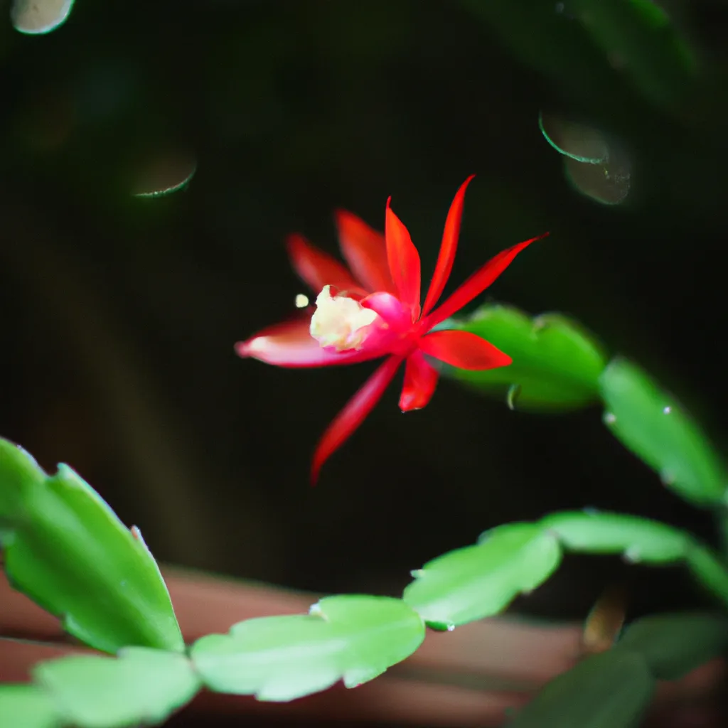 Dicas Epiphyllum phyllanthus