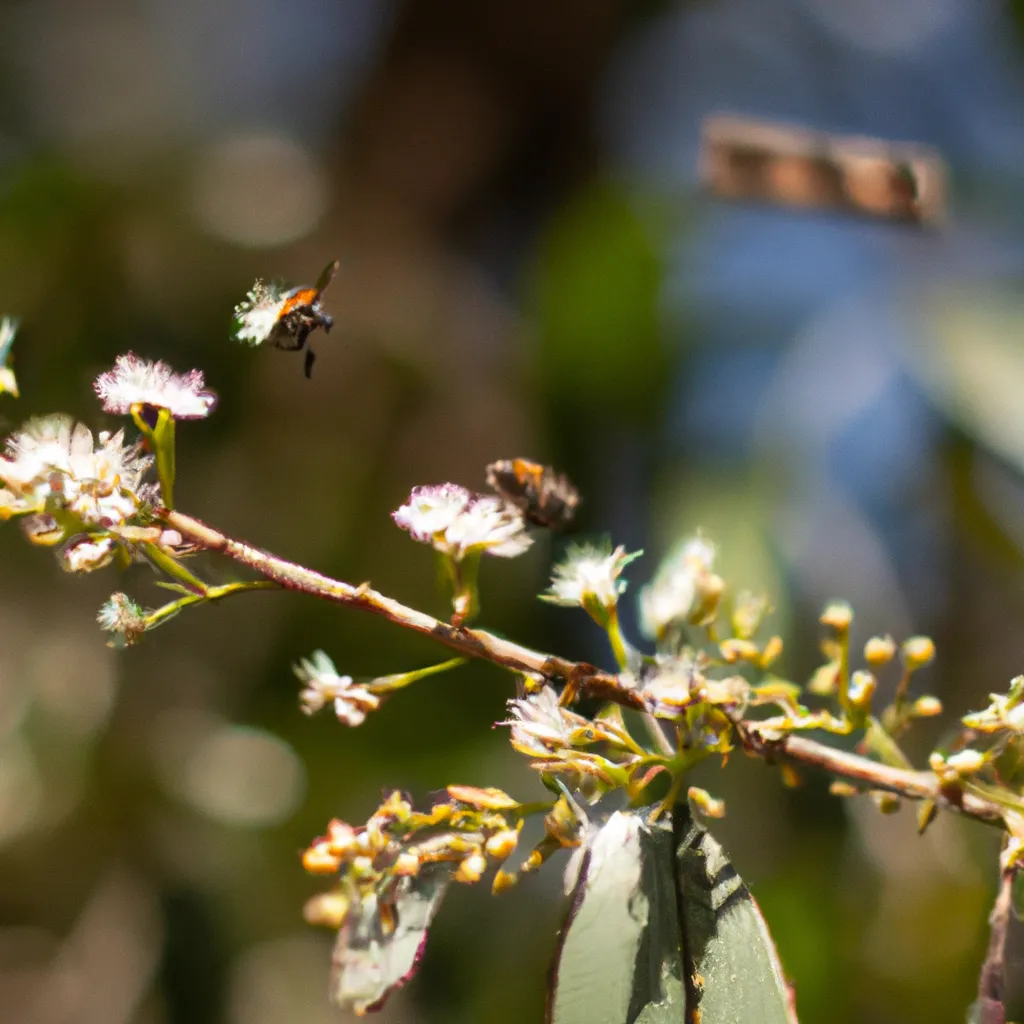 Dicas Floracao e polinizacao das gabirobeiras Dicas Floracao e polinizacao das gabirobeiras