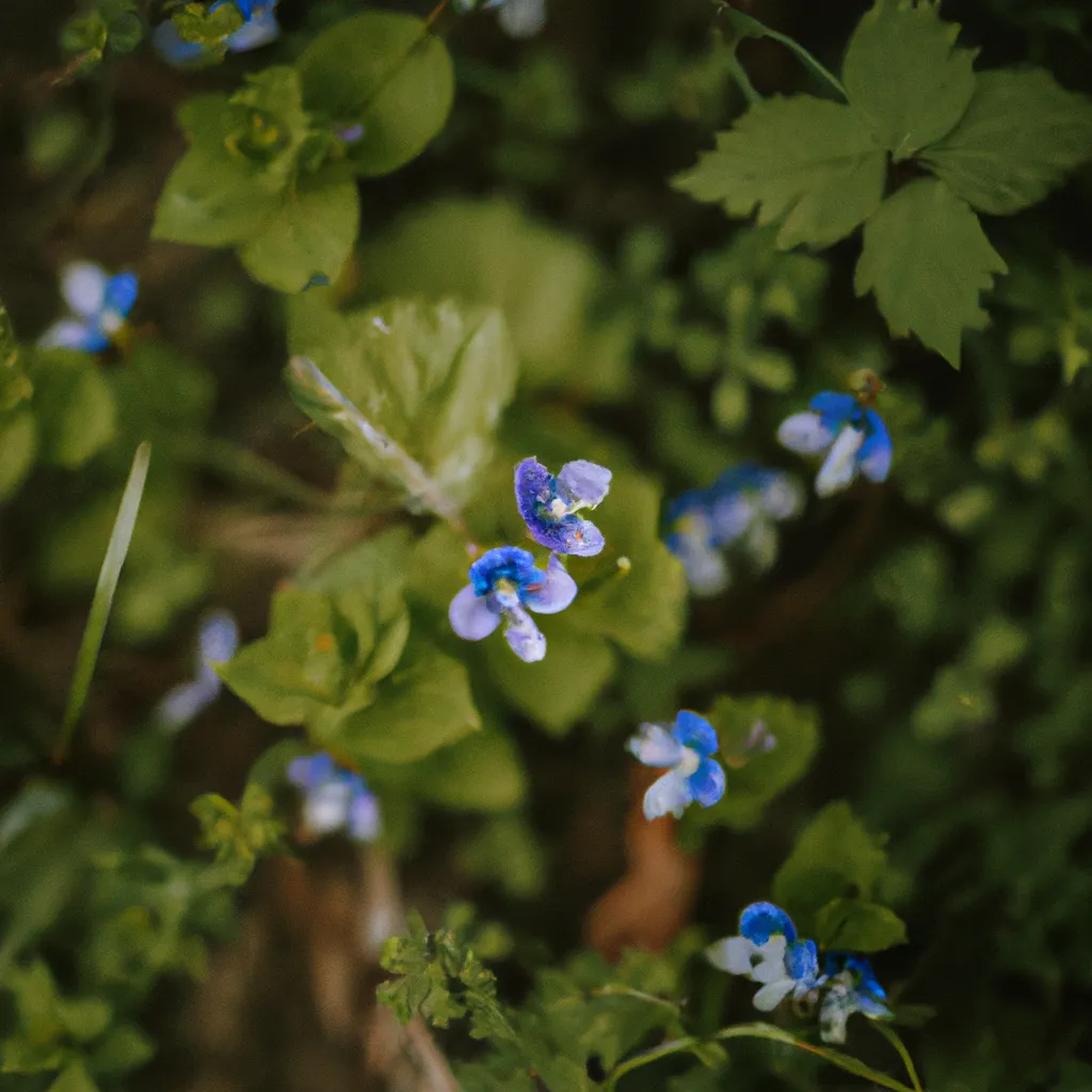 Dicas Flores da Bosnia e Herzegovina