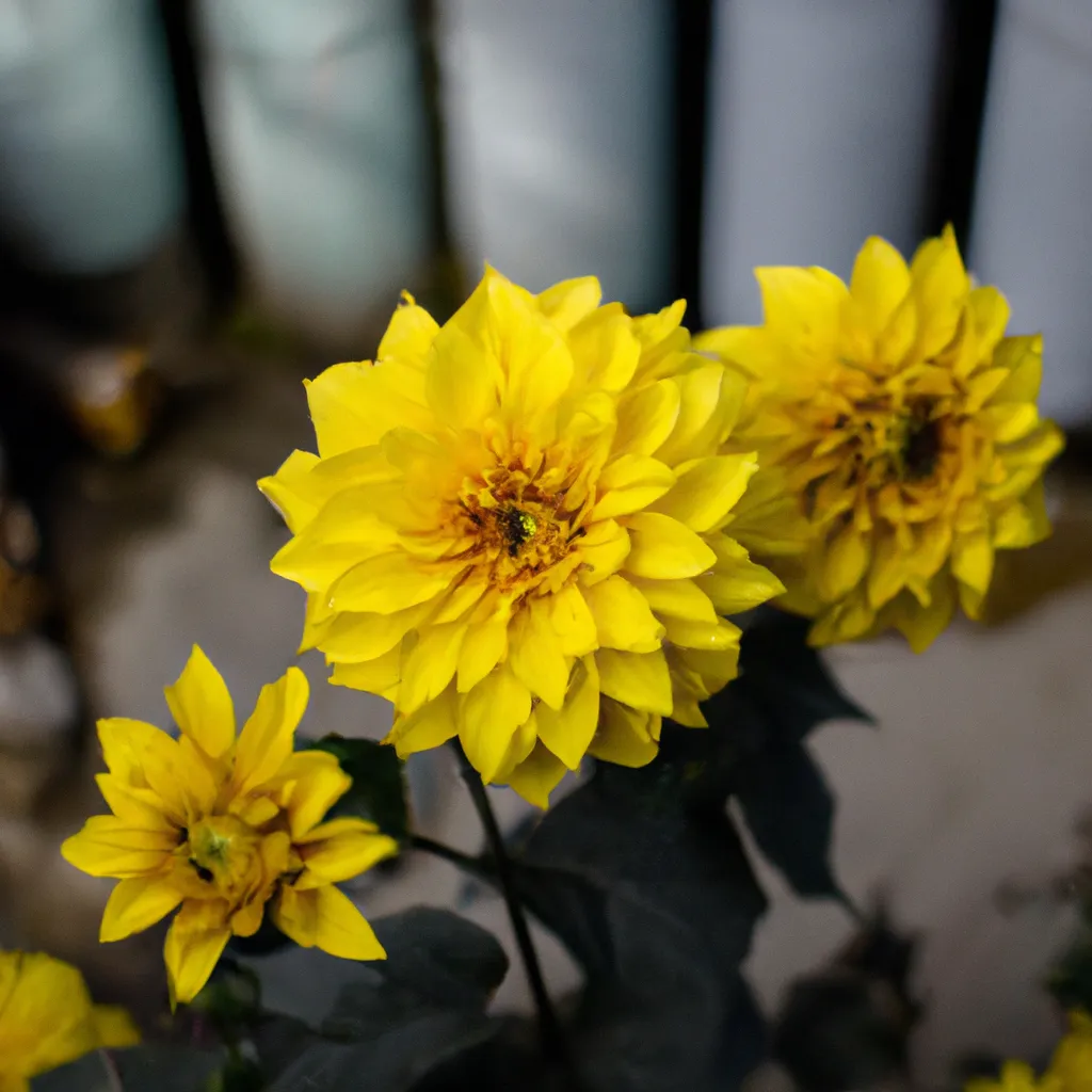 Dicas Flores do Nepal