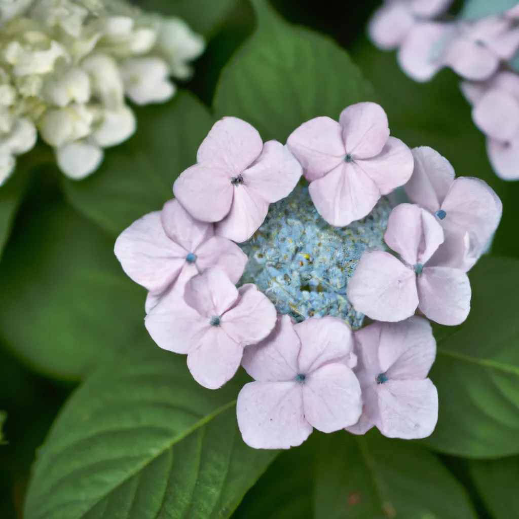 Dicas Hydrangea macrophylla