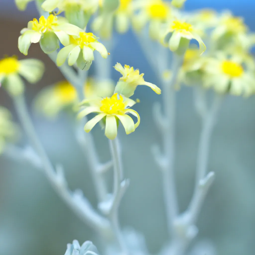 Dicas Senecio scaposus