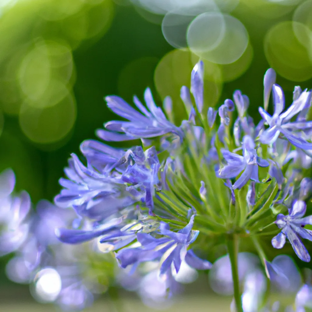 Dicas agapanthus africanus
