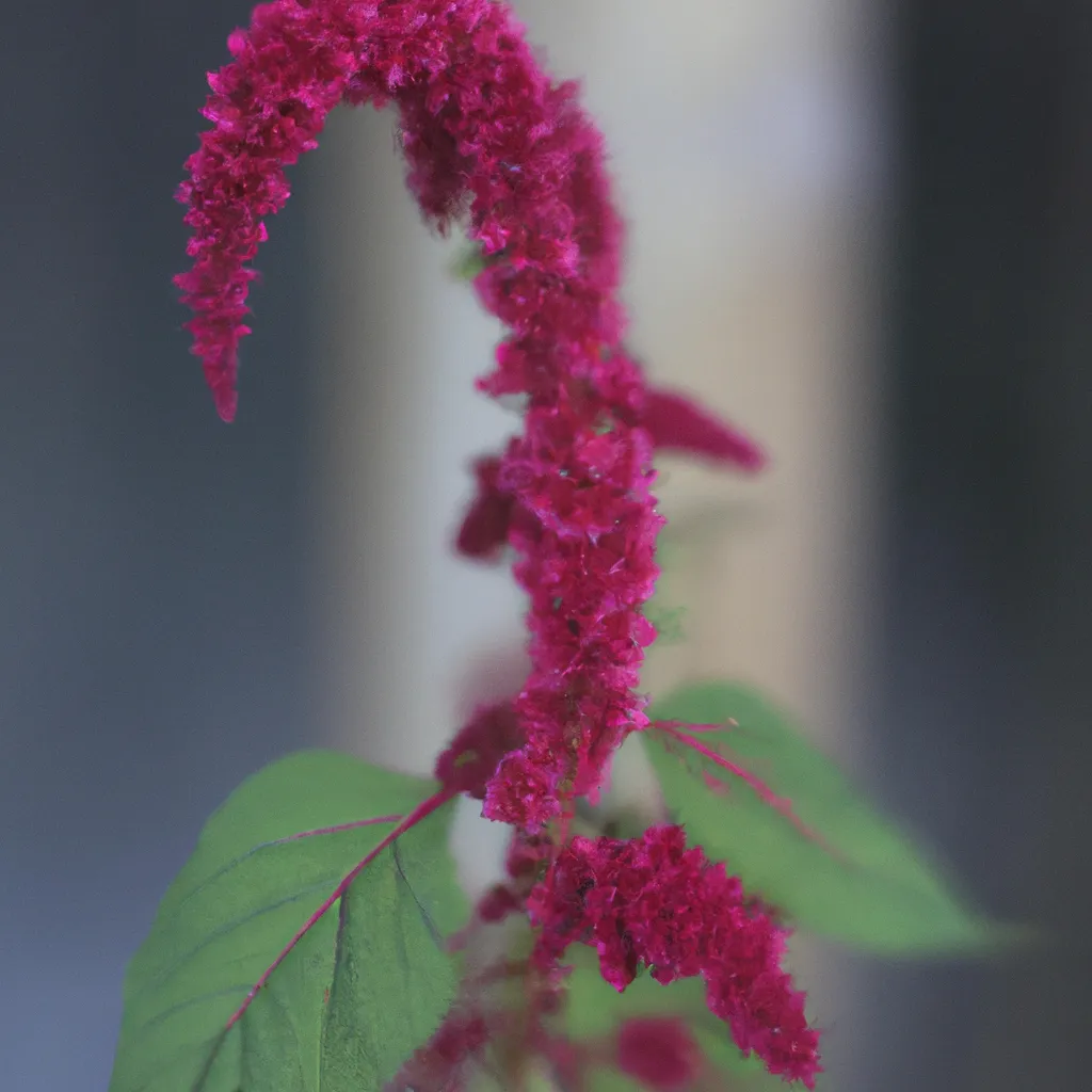 Fotos Amaranthus caudatus Fotos Amaranthus caudatus